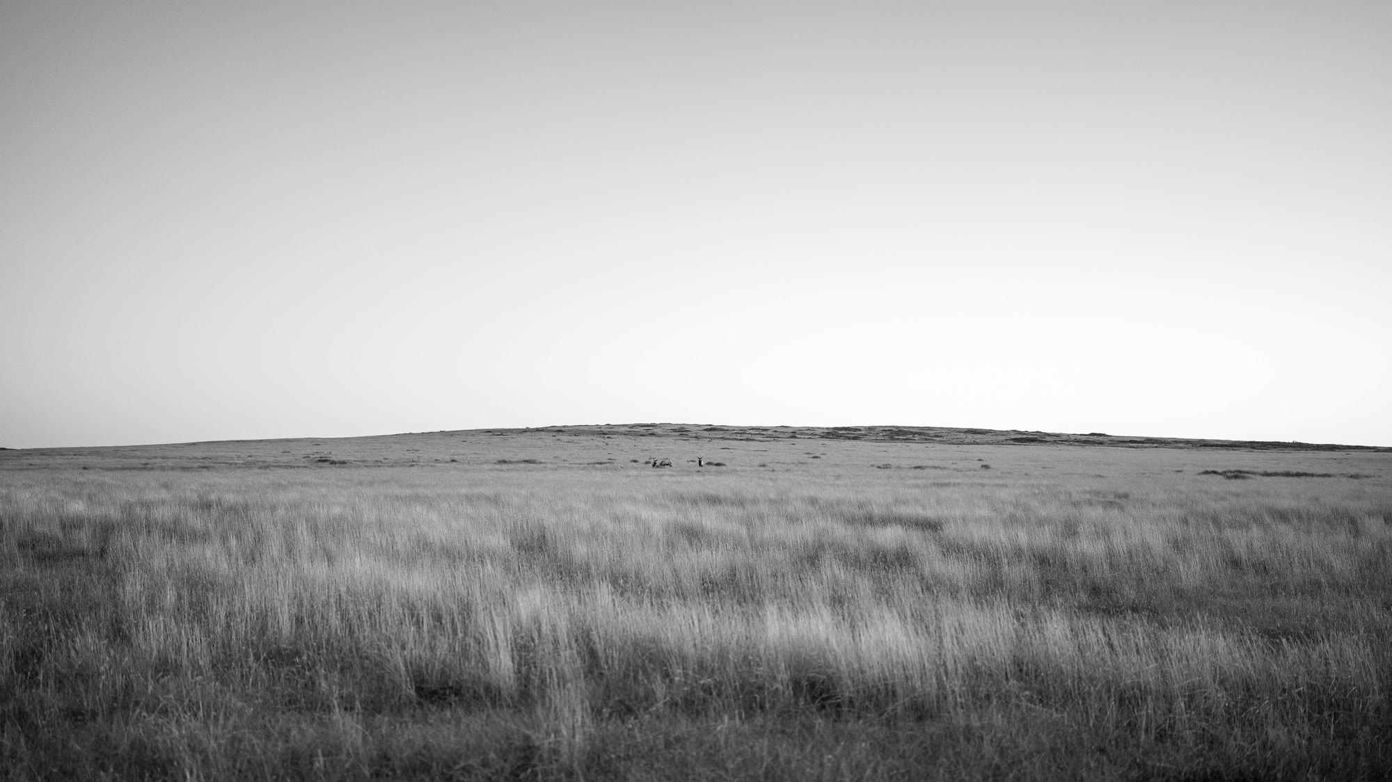 Open grass and a low horizon at first light.